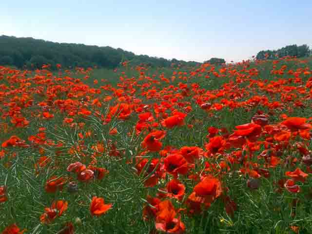 Mohn